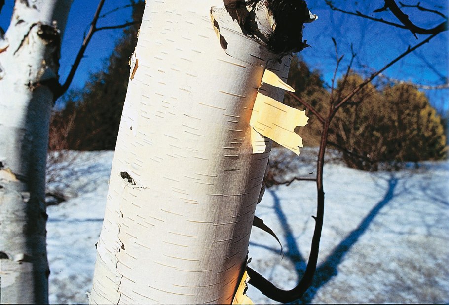 Корневая система березы схема