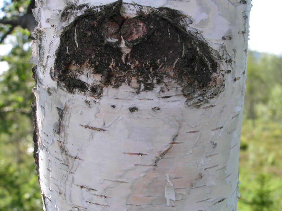 Береза пушистая Betula pubescens
