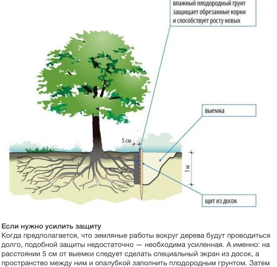 Береза пушистая Betula pubescens