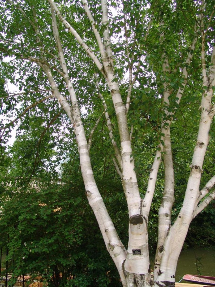 Береза повислая Betula pendula Roth