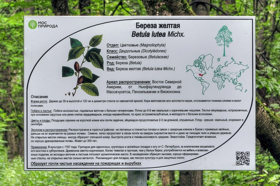 Табличка береза