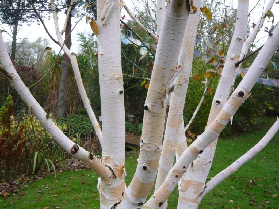 Берёза бумажная (лат. Betula papyrifera)