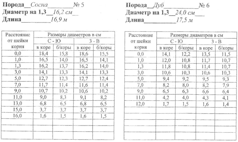 Интересные факты о березовых