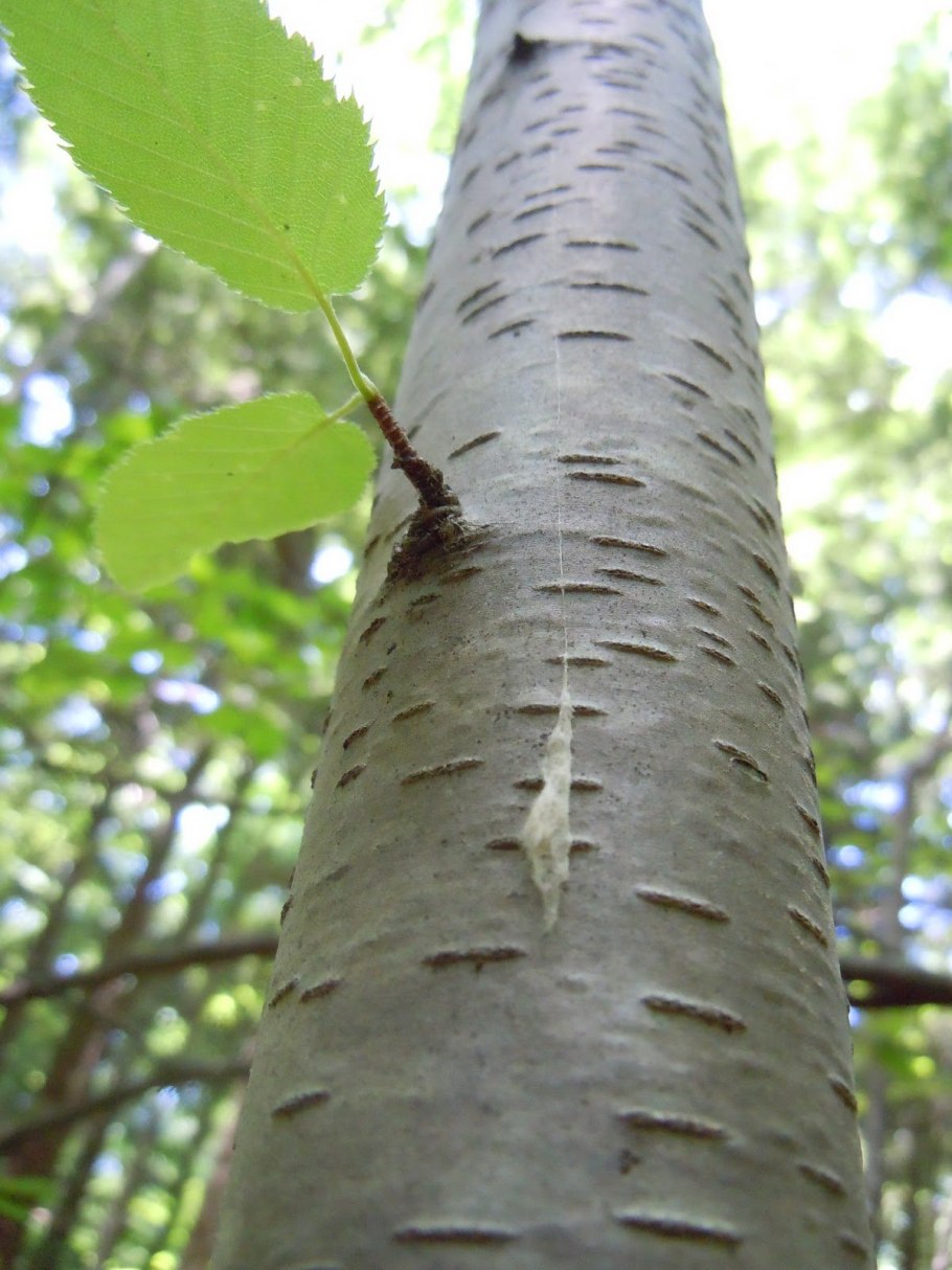Береза Жакмона (Betula jacquemontii)