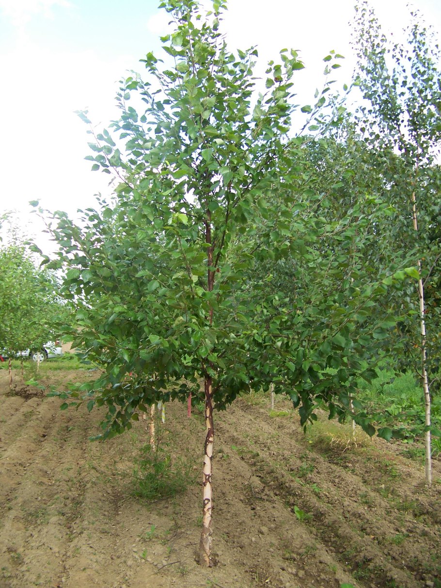Betula utilis jacquemontii