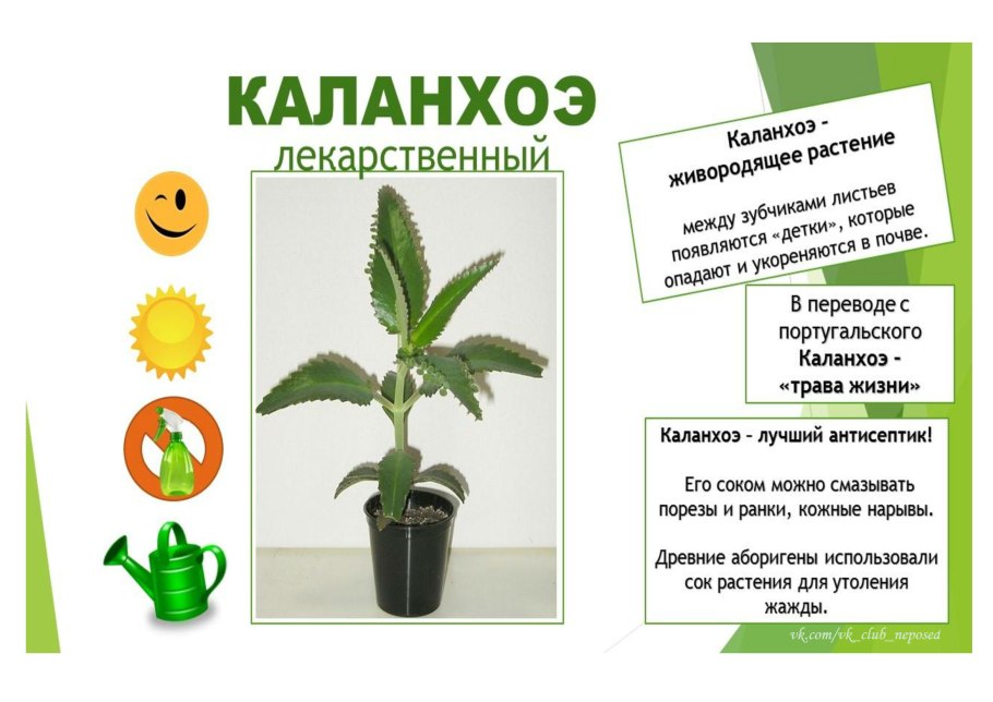 Каланхоэ паспорт растения