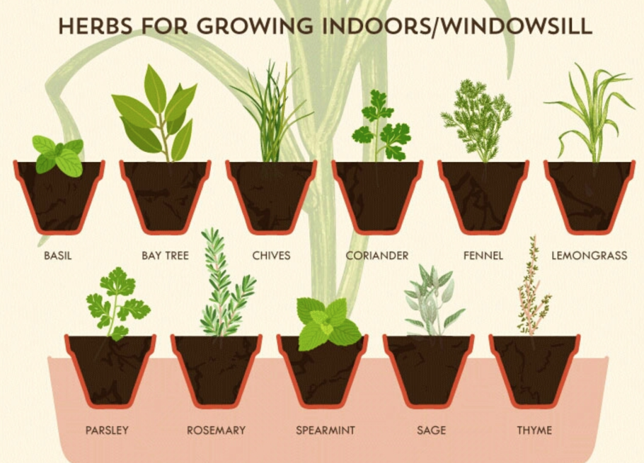 Flat цветок в горшке