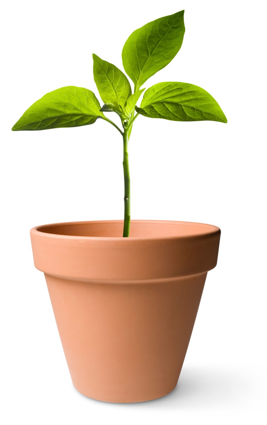 Обрезать комнатные растения