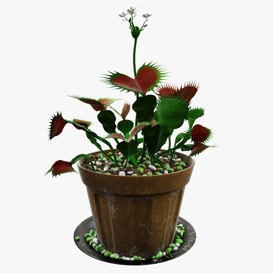 Паспорт комнатных растений каланхоэ