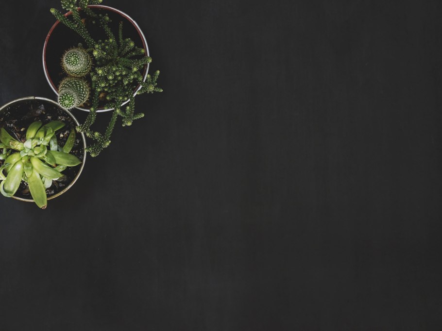 Фикус бамбук