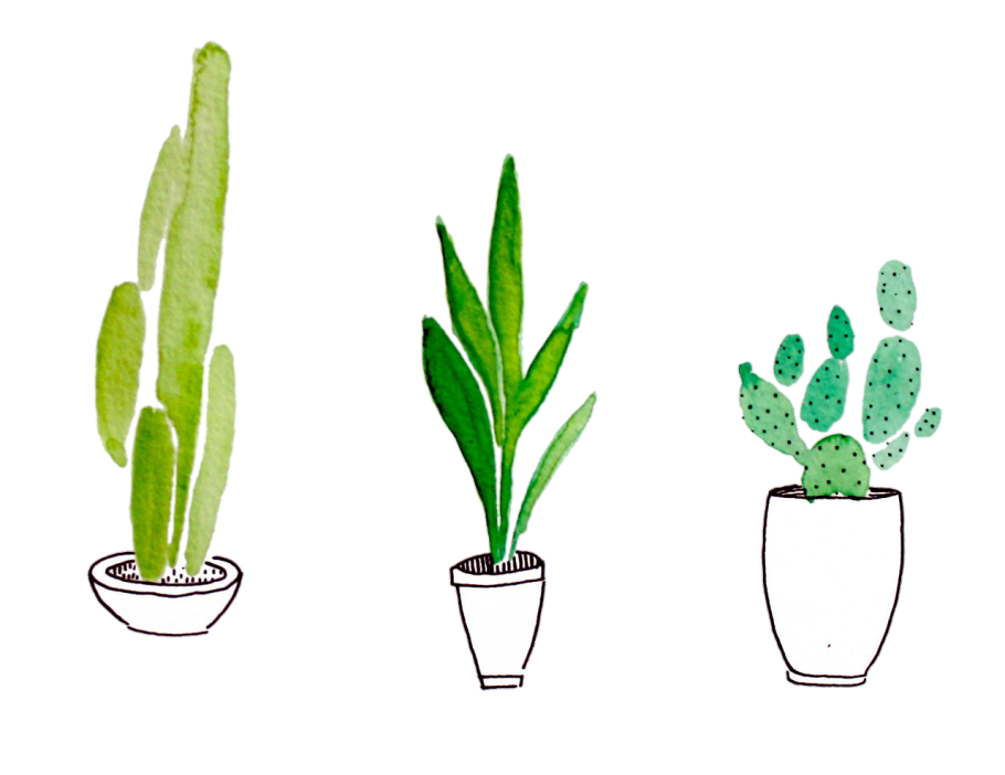 Комнатные цветы акварелью