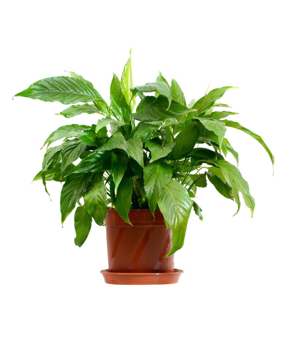 Зеленый фон растения