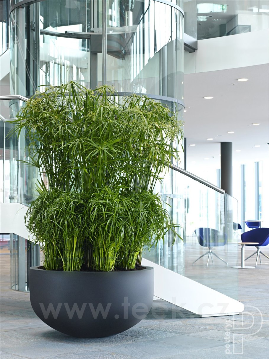 Растения в стакане