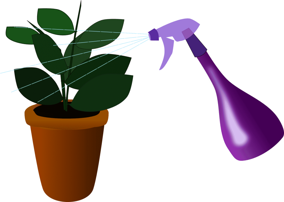 Комнатные растения на белом фоне