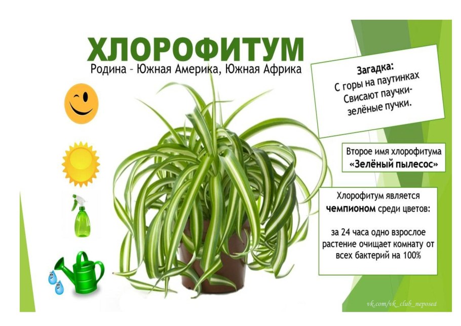 Рост цветка