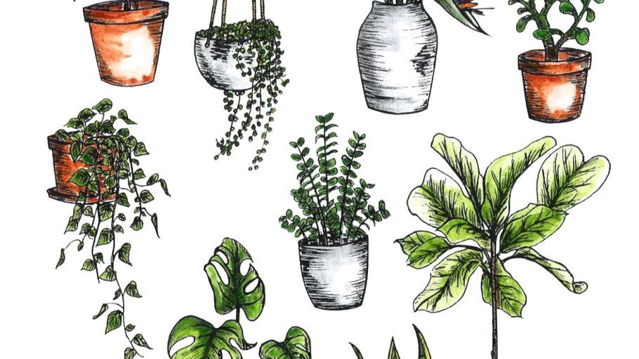 Этапы роста цветка