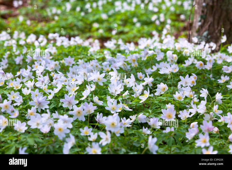 Первоцветы ветреница