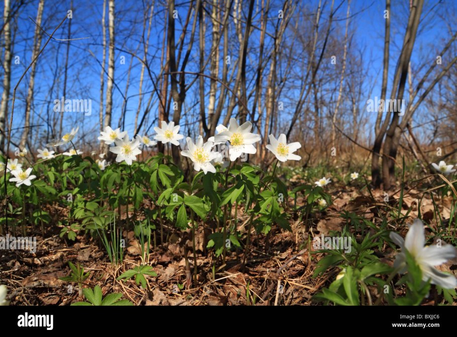 Первоцвет ветреница Дубравная