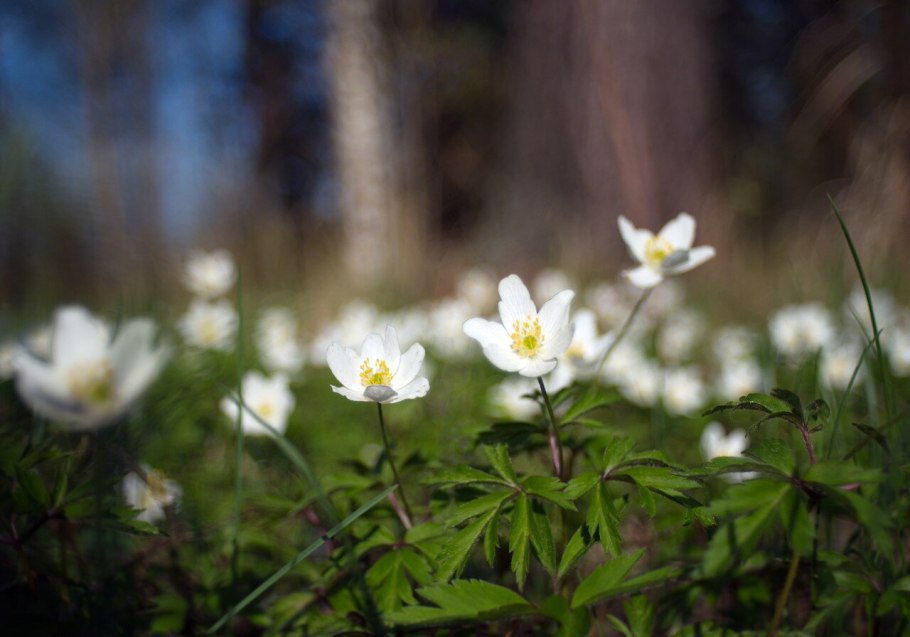 Ветреница в Калининграде