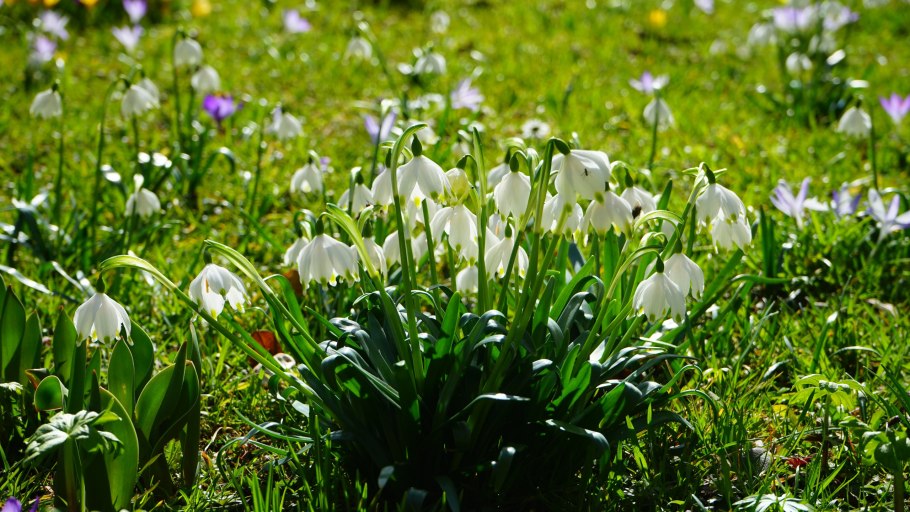 Ветреница лютичная ядовитая