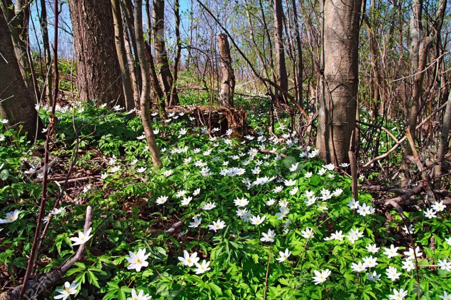 Анемона Лесная