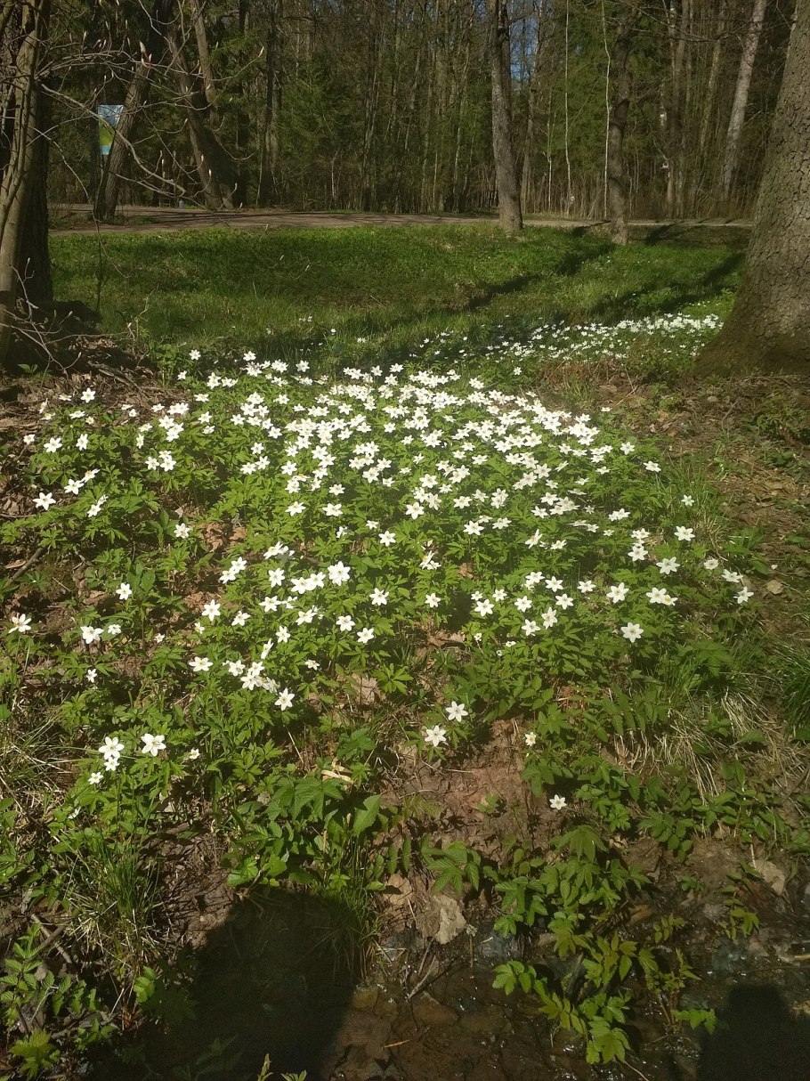 Ветреница Лесная в лесу
