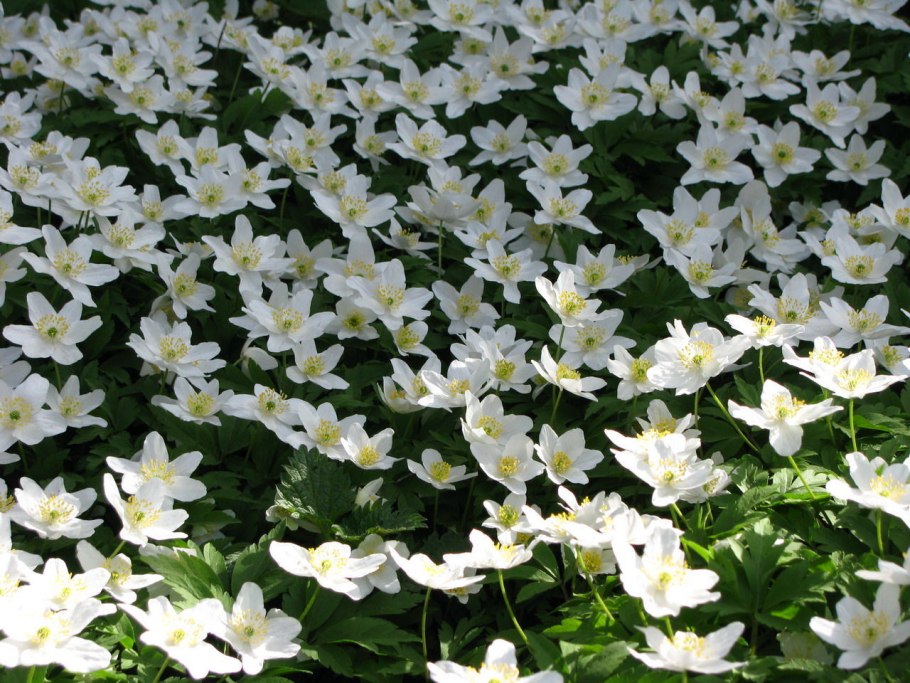 Ветреница Лесная Полянка