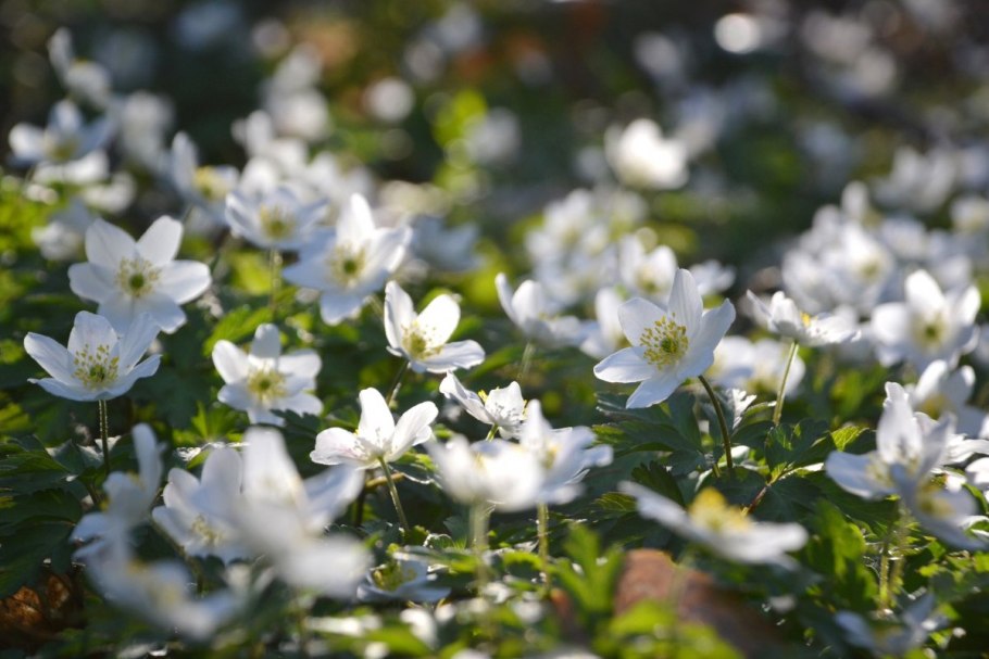 Анемон ветреница