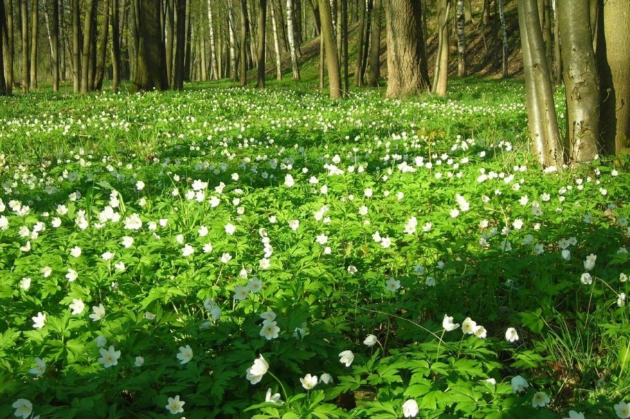 Анемона Весенняя ветреница