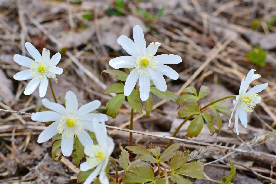 Ветреница Лесная плена