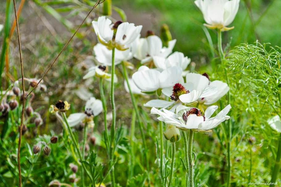 Подснежники Заилийский Алатау