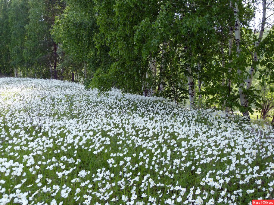 Ветреница Лесная Полянка