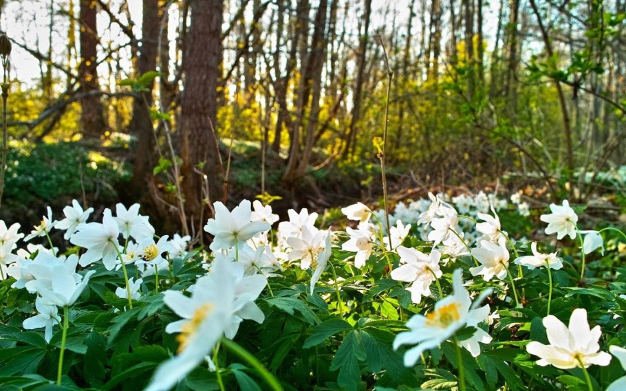Анемона Весенняя ветреница