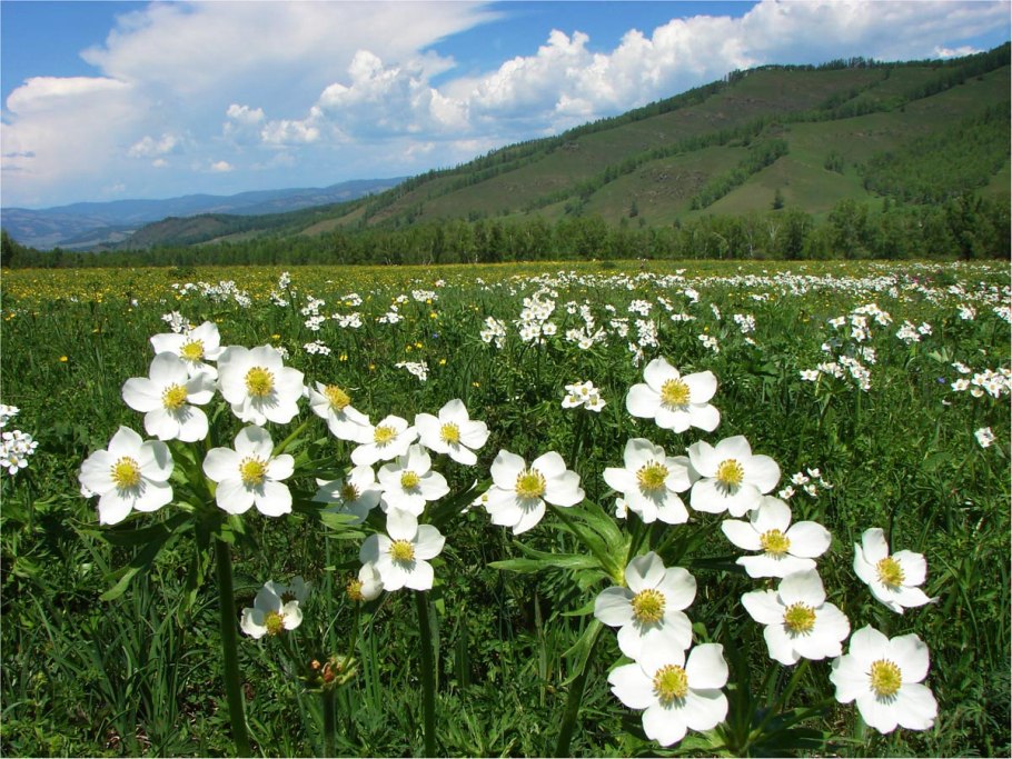 Ветреница Дубравная фиолетовая