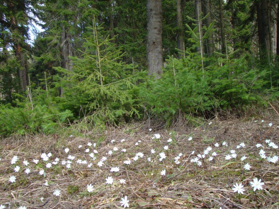 Анемона Лесная (с2)