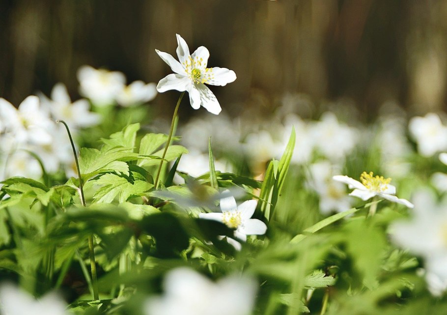 Ветреница Луговая
