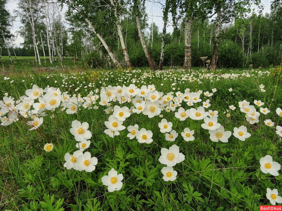 Ветреница Лесная