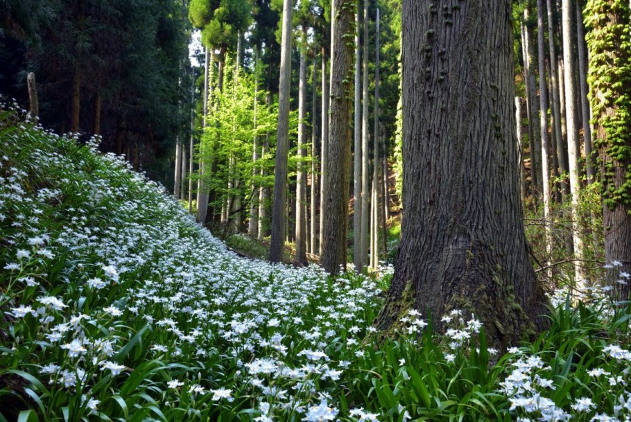 Анемоны ветреница, печеночница