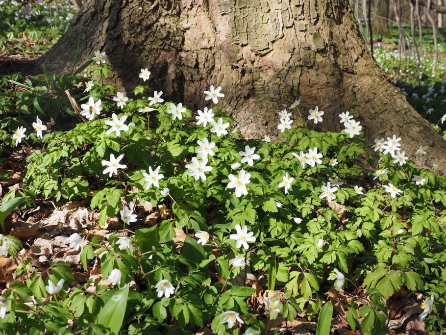 Ветреница Дубравная