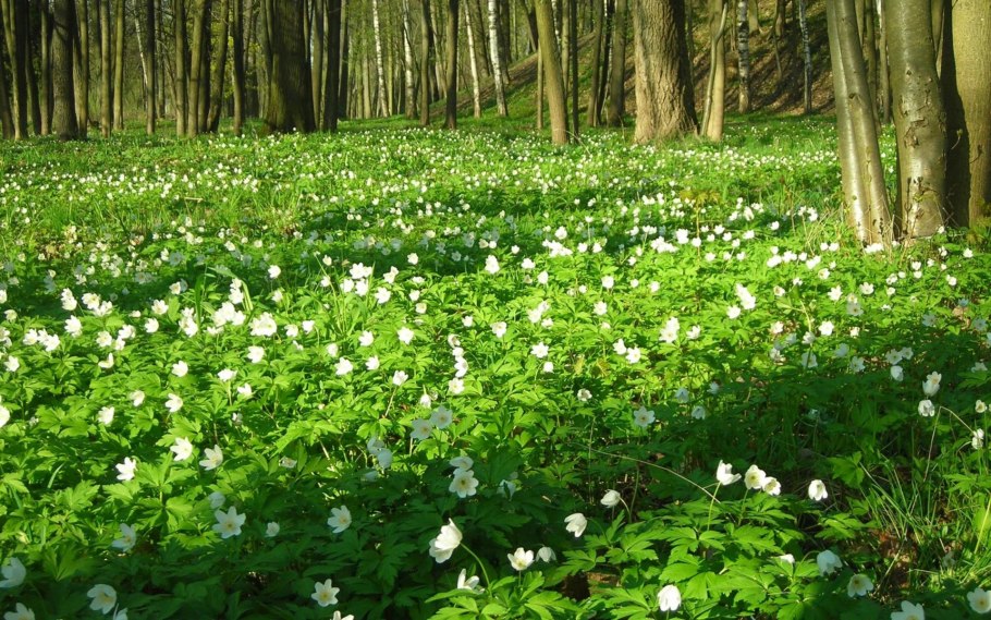 Лесные цветы