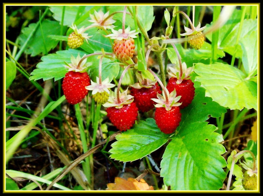 Вишня смородина малина клубника