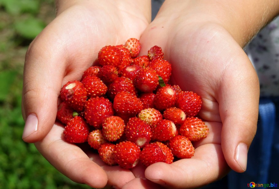 Земляника на ладони