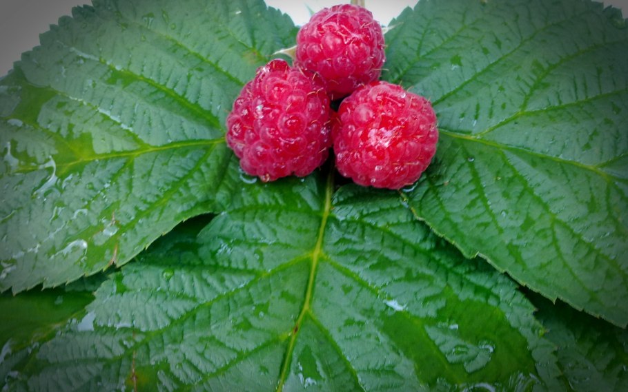 Листья малины с ягодами