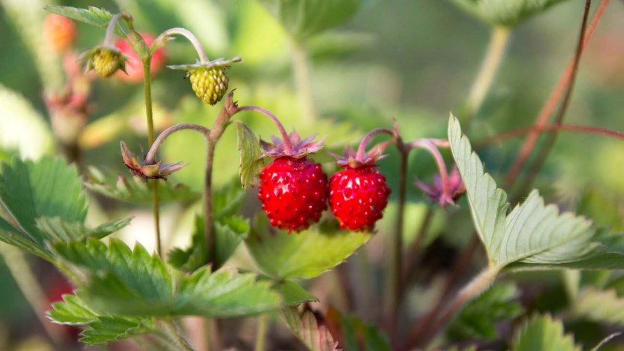 Земляничная Морошка