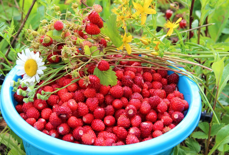 Вкус лета земляника