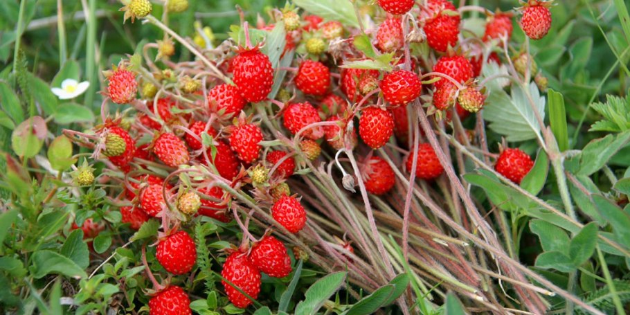 Сибирская земляника Лесная