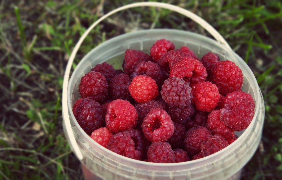 Домашние ягоды