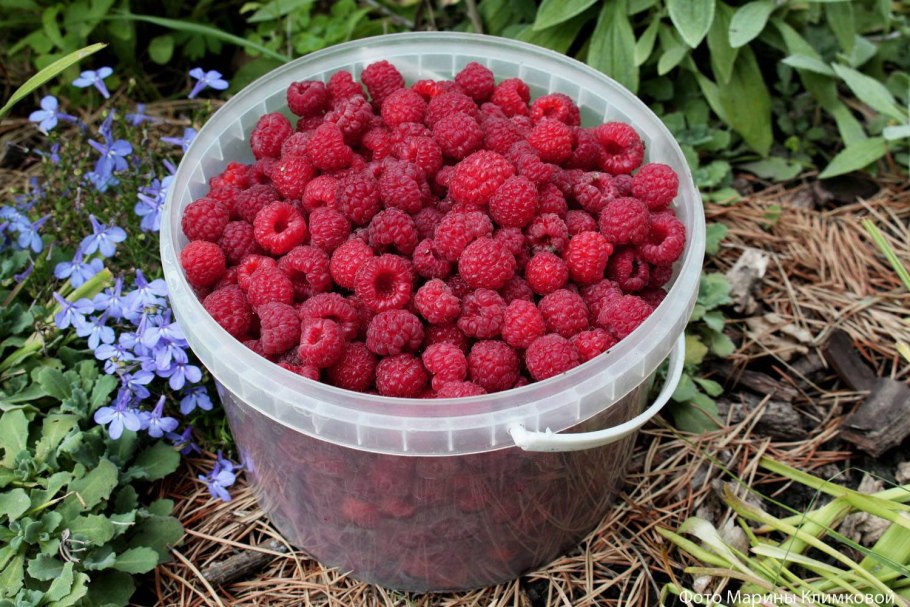 Малина на даче