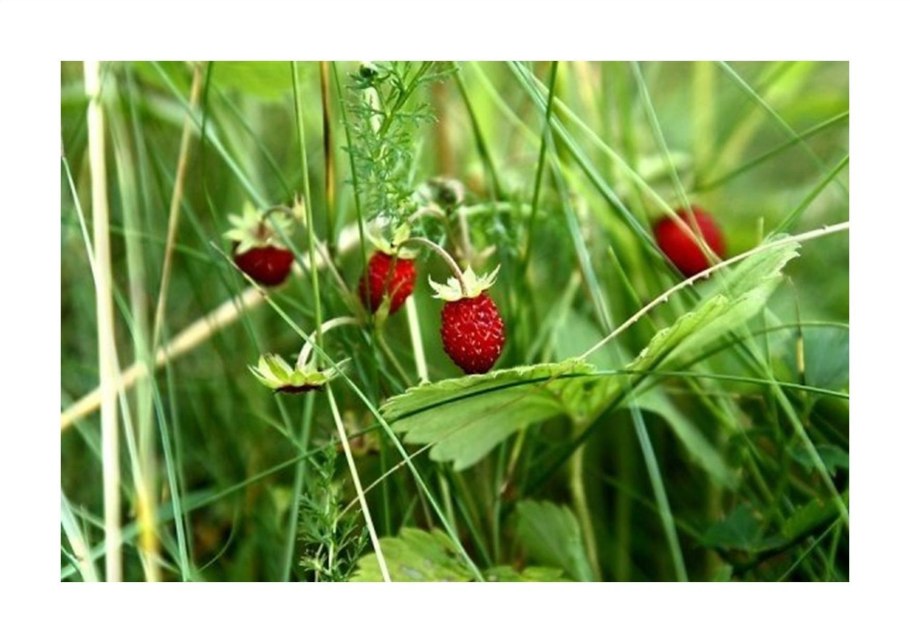 Полевые и Лесные цветы