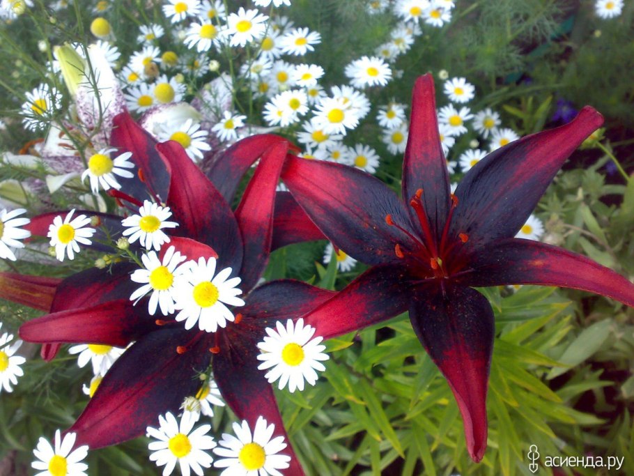 Лилия Чоколейт эвент